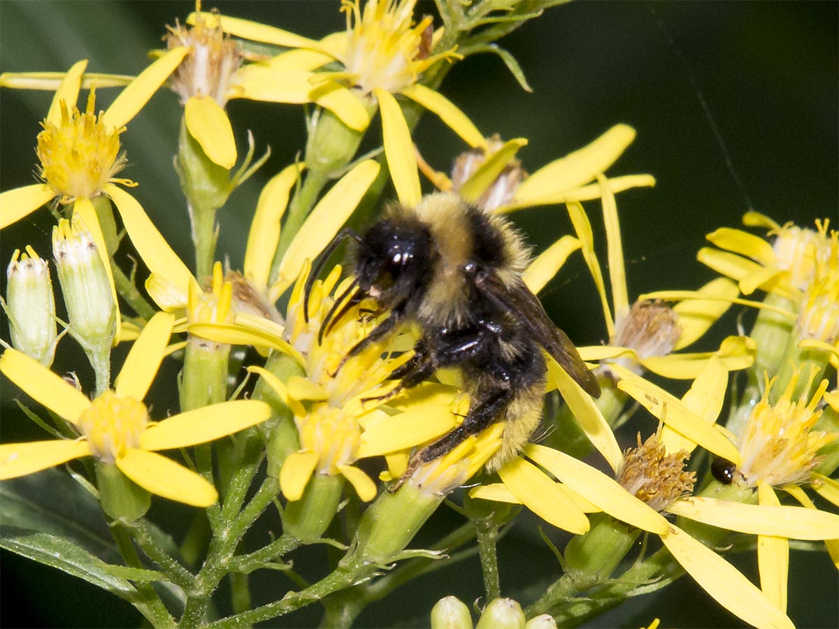 Bombus campestris